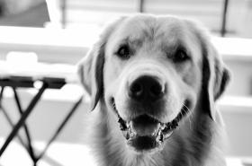 Hotel Les Terrasses - photo 7