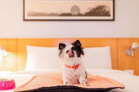 ibis Annecy Centre Vieille Ville - photo 27